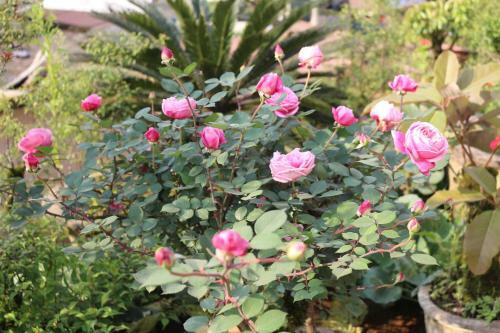 Sapa Garden Hotel