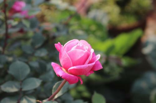 Sapa Garden Hotel