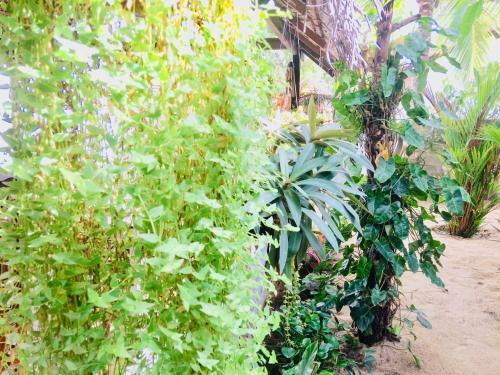 Tropicana Home Stay