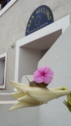Hostal Casa Mulino