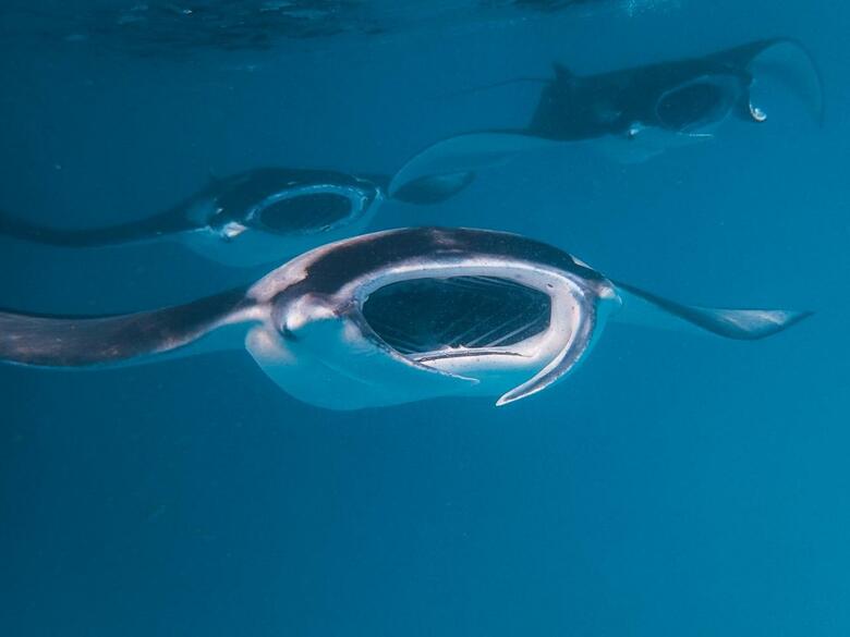 Hotel The Nautilus Maldives