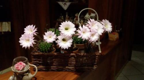Hotel Levico