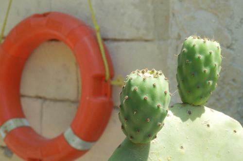 Apartamento Masseria Fag�