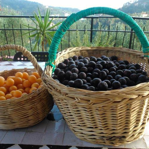 Agroturismo Agriturismo Oliva Azzurra