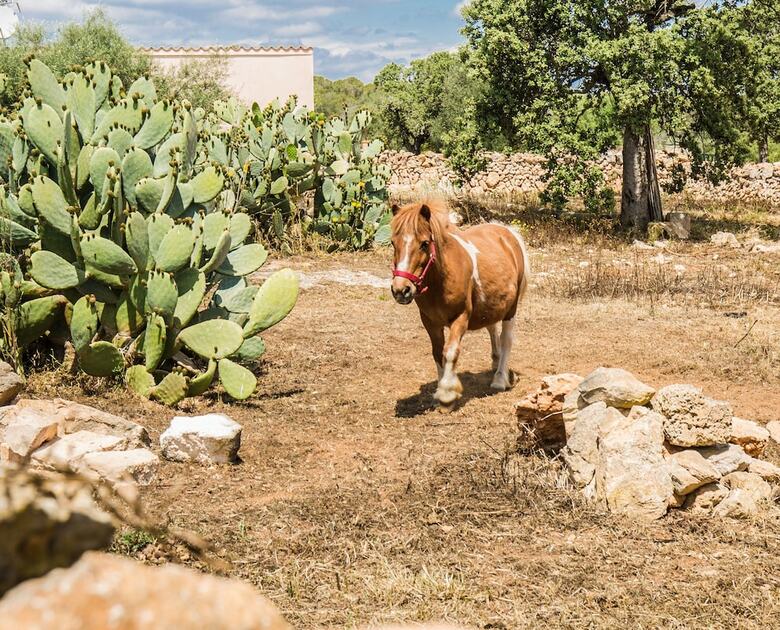 Agroturismo Sa Cova Den Borino