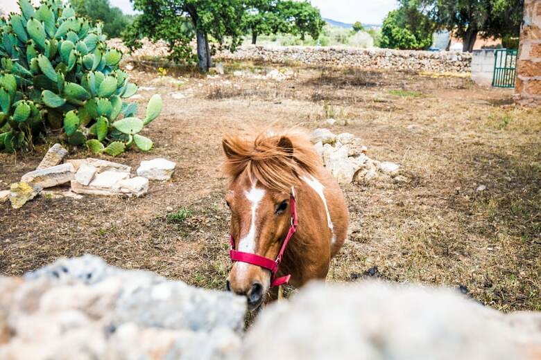 Agroturismo Sa Cova Den Borino
