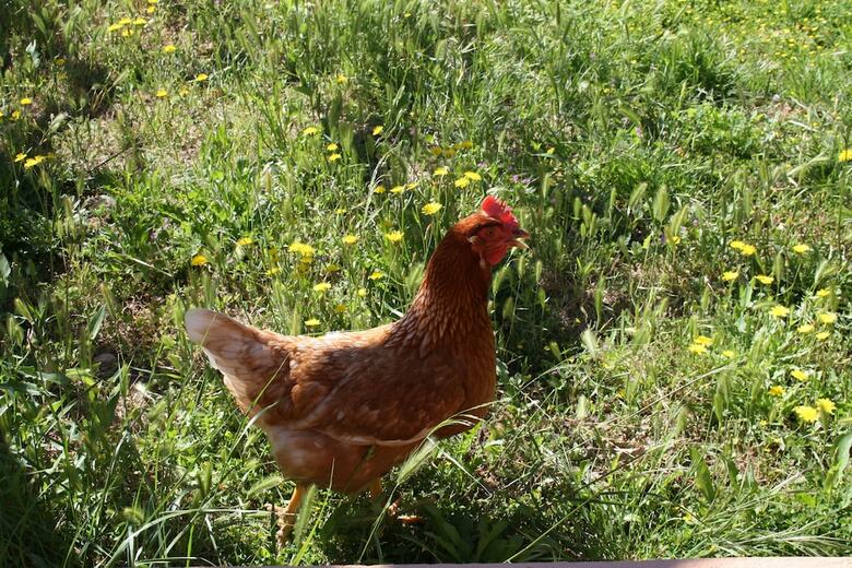 La Pitiusa Agroturismo