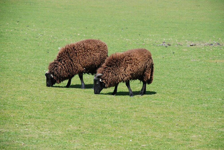 Cabana Harvest Moon Treehouse