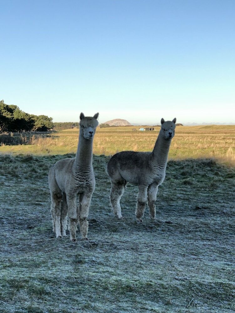Cabana Harvest Moon Treehouse