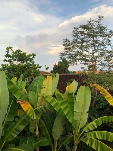 Hotel Angkor Rural Boutique