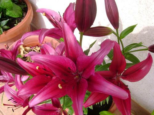 Apartments Vila Marinela