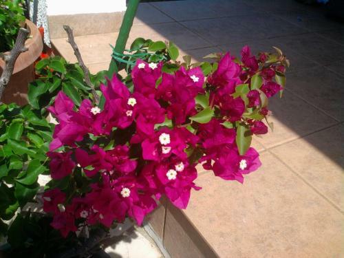 Apartments Vila Marinela