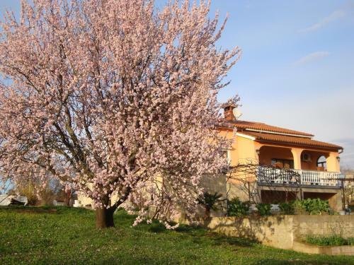 Apartments Villa Alice