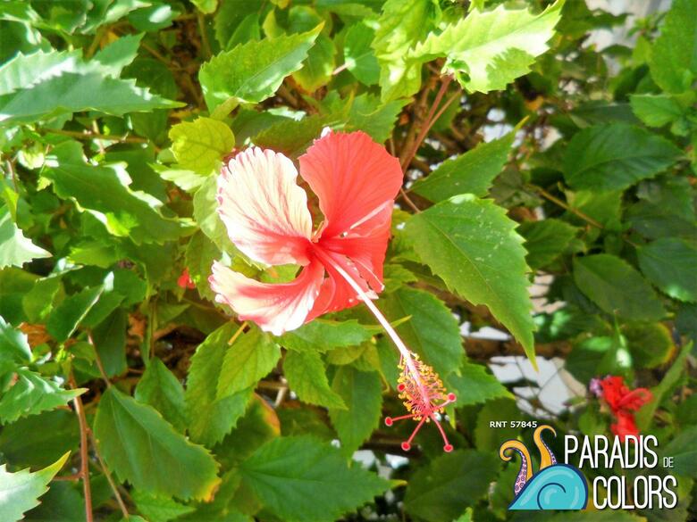 Paradis De Colors Lodge