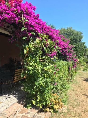 La Buganvillea