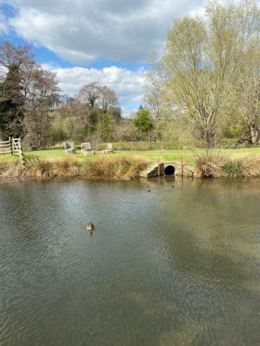 The Sitting Duck
