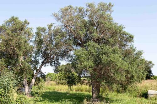 Iori Salento B&B