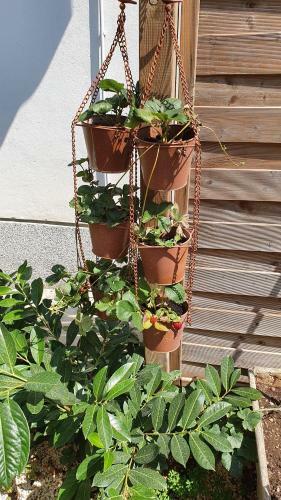 Colosseum Garden Studio Apartments