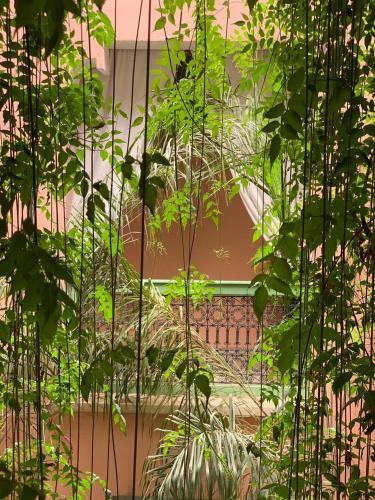 Bed & Breakfast The Bohemian Jungle