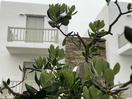 Apartamento Ninemia Suites