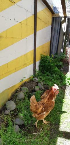 Albergue Chester St Backpackers
