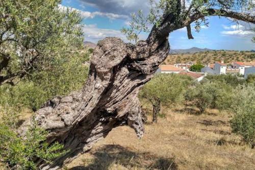El Olivar De Concha, Caminito Del Rey