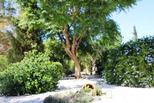 Bed & Breakfast Finca El Limonar