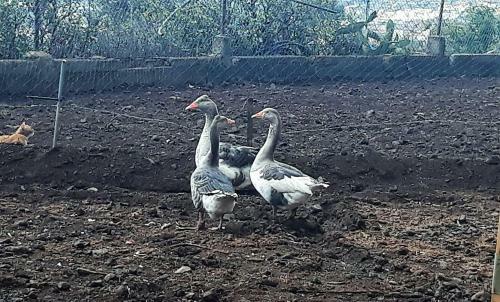 Lodge Finca Rustica En Arafo