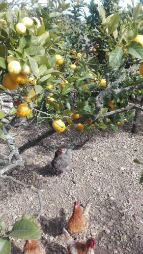 Sa Granja
