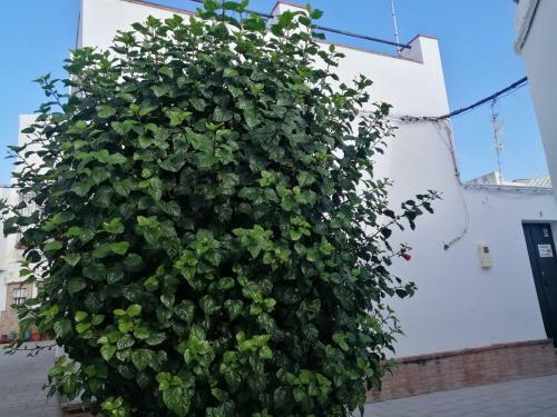 Apartamento La Rosa De Barbate