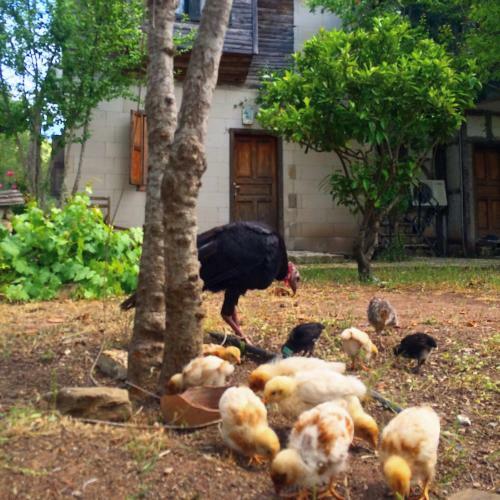 Hostal Olympos Koyevi Pension