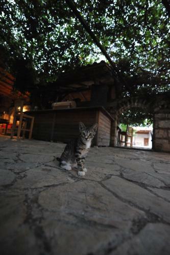 Hostal Olympos Koyevi Pension