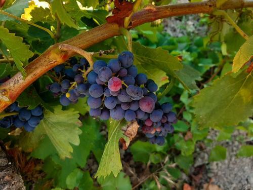 Agroturismo Casa Rural "garnacha De Borja"
