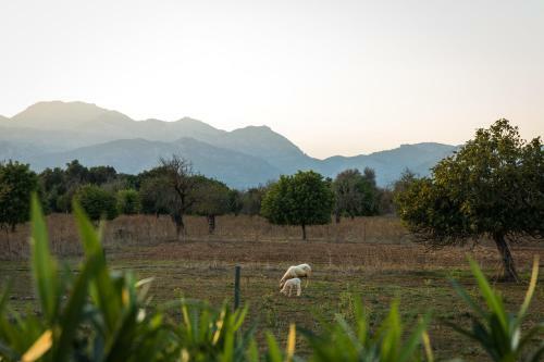 Villa Stunning Finca
