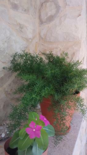 Hostal Guest House Bibinje