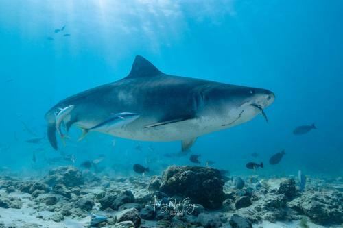 Hostal Tiger Shark Residence & Dive