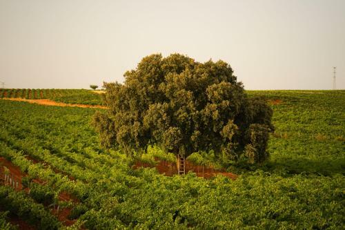 Casa Rural En Bodega. La Posada De Vitis