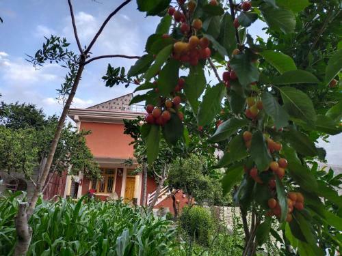 Hotel Masakali Family Guest House