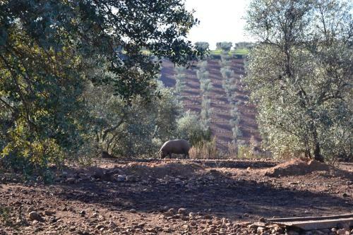 Apartamento Casa Rural Valdezaque