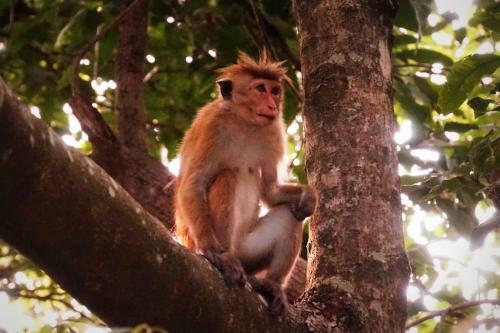 Kandy Nature Resort