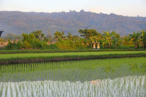Beachfront Villa Jasmine Lovina