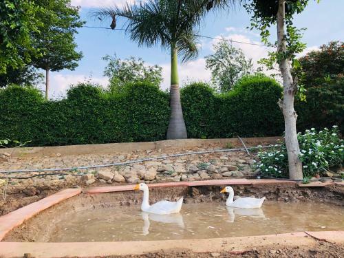 Hotel Desi Thath Resort