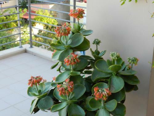 Apartamento Pentari-bitsakis House