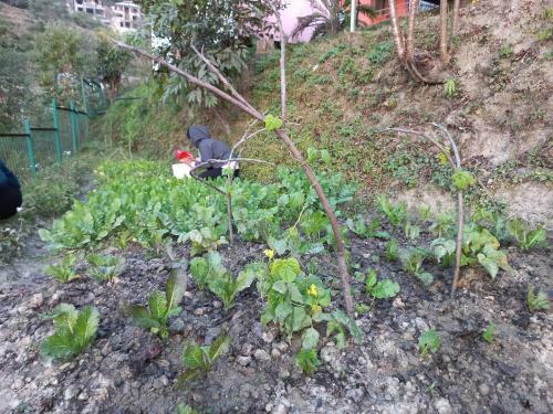 Hotel Green Palm Boutique Resort