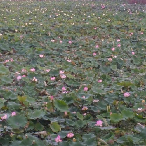 Hostal Dumnak Phnom Krom