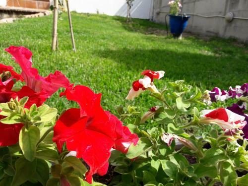 Aparthotel Hotel Dimitra