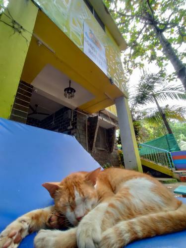 Goanvibes Hostel