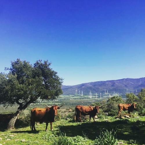 Cortijo Las Cabrerizas