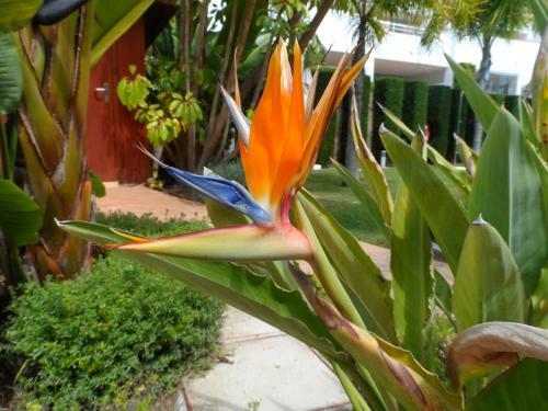 Apartamento Cortijo Del Mar, Garden Apt
