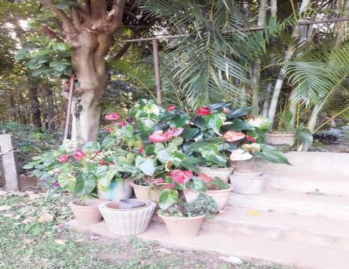 Tripthrill Ibbani Homestay